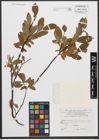 Foto von Salix waldsteiniana Willd.